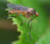Empis livida